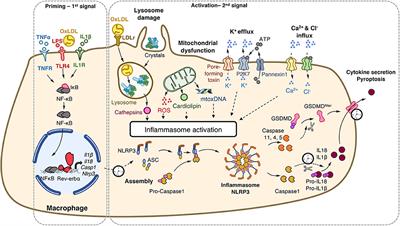 Circadian Control of Inflammasome Pathways: Implications for Circadian Medicine